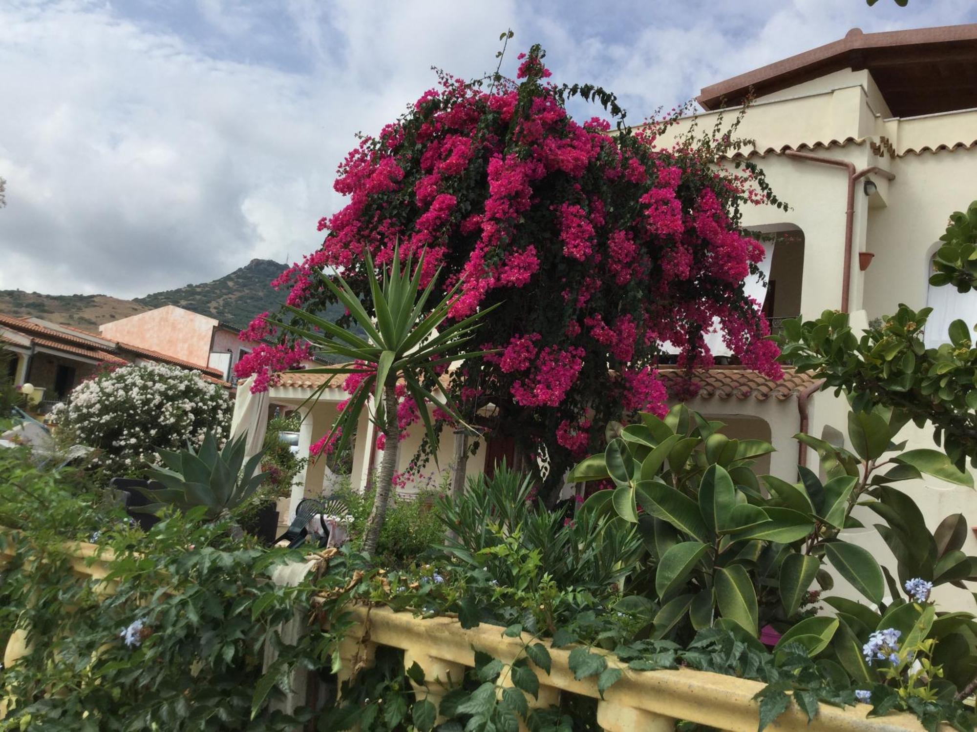 Villa Bouganville ヴァッレドーリア エクステリア 写真
